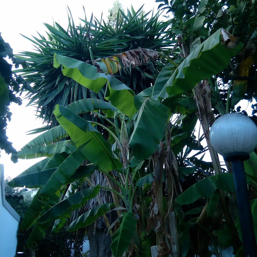 Aragorn Paradise Garden Moraitika Exterior photo